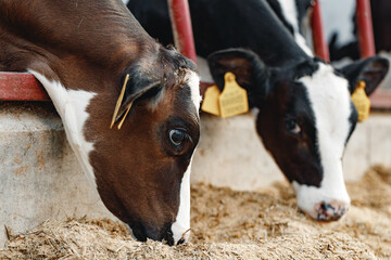 Cows standing in a stall and eating hay