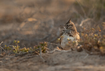 Crested Lark perched on ground, Bahrain