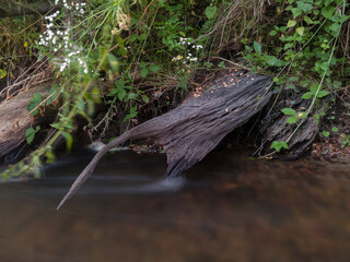 The remains of the roots of a dead tree protrude from the shore overgrown with grass and vines and touch the surface of a fast river