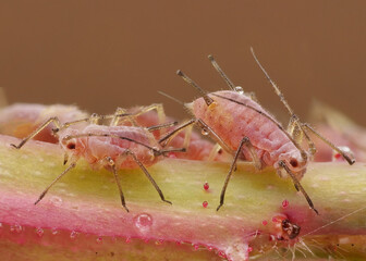 die rosa blattlaus große rosenblattlaus, macrosiphum rosae, als nahaufnahme