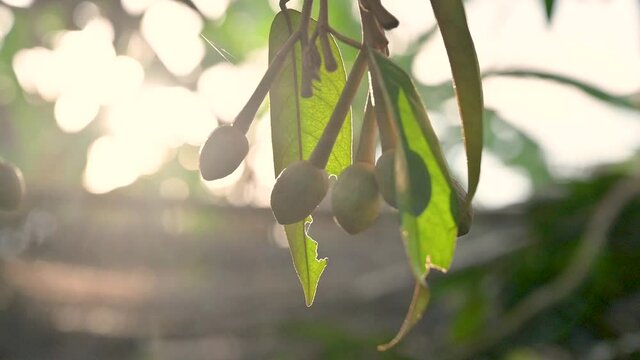 Bees are picking up yellow durian buds in the morning durian garden
