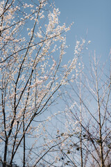 Vertical photo of trees in bloom