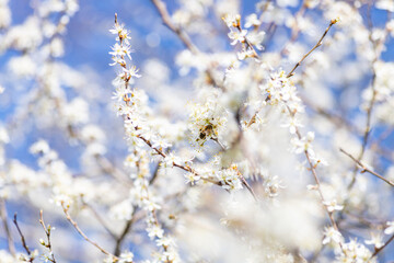 White cherry blossom, idea of the spring awakening