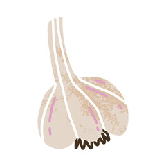 Retro garlic with texture. Cartoon style isolated illustration.