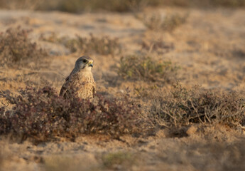 Common Kestrel perched on ground at Hamala, Bahrain