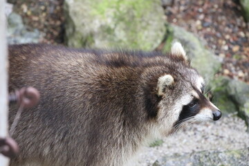 Waschbär