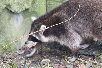 Waschbär