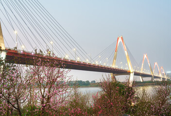 Blooming peach flowers with Nhat Tan bridge on background during Tet holiday in Hanoi