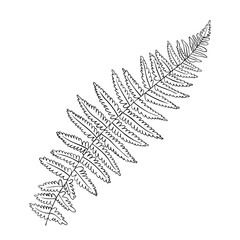 A branch of fern on a white background. Design for logo and wedding illustration. Black and white vector illustration.