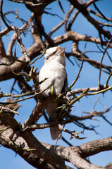 Sydney Australia, kookaburra perched on bare branch of tree
