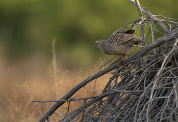 Grey francolin on dry bush at Hamala, Bahrain