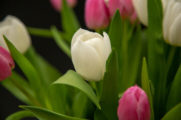 Tulpe, Tulpen, Blumen