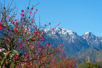 Outdoor maple red leaves with Fansipan mountain on background in Sa Pa, Vietnam