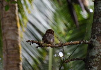 jungle owlet perched on a dry branch