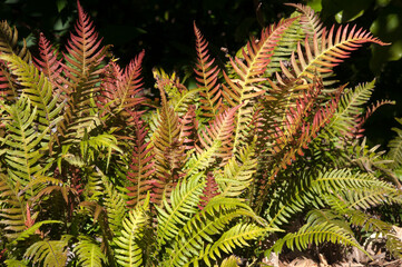 Sydney Australia, native doodia aspera or prickly rasp fern in sunshine