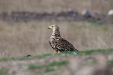Eastern Imperial Eagle, (Aquila heliaca) in its natural habitat.