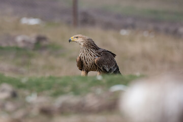 Eastern Imperial Eagle, (Aquila heliaca) in its natural habitat.
