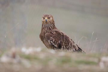Eastern Imperial Eagle, (Aquila heliaca) in its natural habitat.