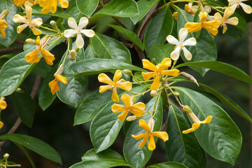 Sydney Australia, yellow flowers of the native Hymenosporum flavum or Native Frangipani
