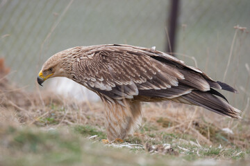Eastern Imperial Eagle, (Aquila heliaca) in its natural habitat.