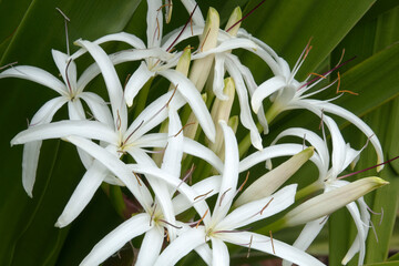Sydney Australia, white flower cluster of a crinum pedunculatum or swamp lily