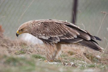 Eastern Imperial Eagle, (Aquila heliaca) in its natural habitat.