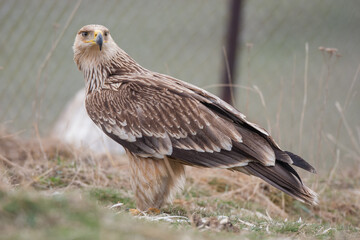 Eastern Imperial Eagle, (Aquila heliaca) in its natural habitat.