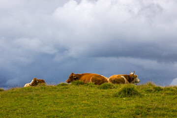 Fototapeta premium Animals grazing on mountain pastures on a sunny day in Swiss Alps