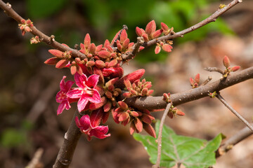 Sydney Australia, pink flowers of a native Brachychiton bidwillii or little kurrajong