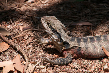 Sydney Australia, water dragon in garden soaking up the sunshine
