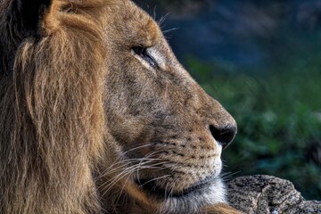 Portrait of a lion