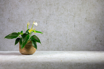 Kalapeha Topfpflanze vor einer Betonwand
