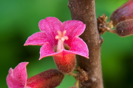 Pink flowers of a native Brachychiton bidwillii or little kurrajong