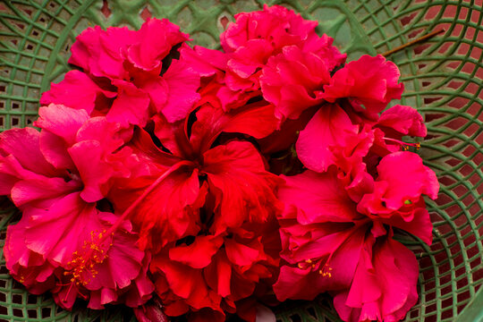 hibiscus, rose mallow, hardy hibiscus, rose of sharon, and tropical hibiscus.