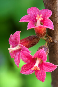 Sydney Australia, pink flowers of a native Brachychiton bidwillii  or little kurrajong