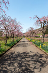 Full blooming of cherry blossoms in Yakuno highlands, Fukuchiyama city, Kyogo, Japan