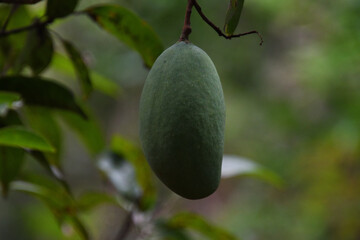 a green mango hangs in tree