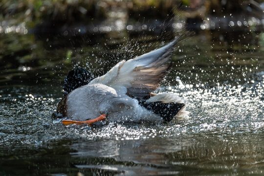 Mallard duck (Anas platyrhynchos) splashing in a lake