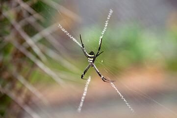 Sydney Australia, Argiope keyserlingi or Argiope aetherea both known as St Andrews cross spiders