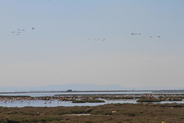Flamingos