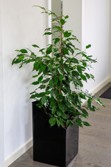 Gummibaum Topfpflanze vor einer Betonwand