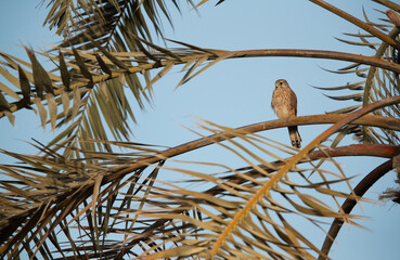 Common Kestrel perched on dates palm tree at Hamala, Bahrain