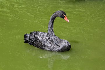 Bird black swan swims in the pond. Lake with green water. 