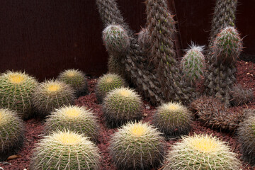 Sydney Australia, Oreocereus celsianus or "old man of the mountain" with barrel cactus