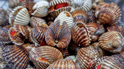 Brown blood cockles (Tegillarca granosa) abstract background. Seafood on ice. Raw sea cockles for sale at seafood market use for cook steamed, blanched cockle