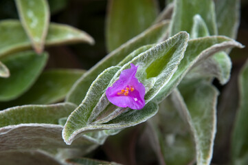 Sydney Australia, closeup of purple flower and leaves of a tradescantia sillamontana plant native...