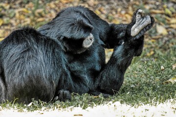 Siamang