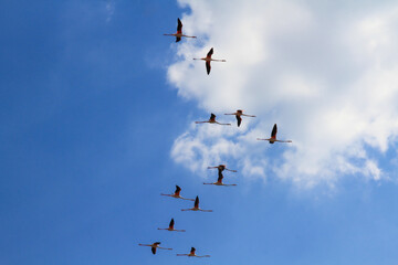 flamingos in flight
