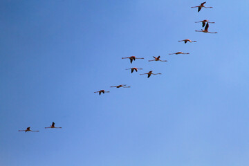flamingos in flight