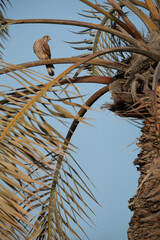 Common Kestrel perched on date palm tree at Hamala, Bahrain